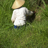 Photo de Bali - Jatiluwih